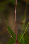 Pink sundew